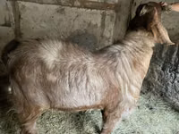 تيس, Nubian Goat — الصورة 5