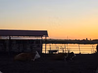 गाय, Simmental cattle — फ़ोटो 5