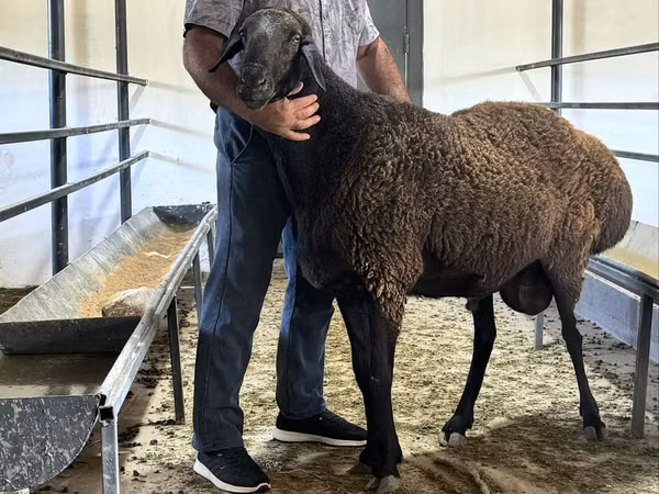 Carnero, Hissar sheep — Kazajistán