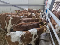 Bulle, Simmental cattle — Foto 1
