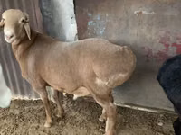 मेढ़ा, Hissar sheep — फ़ोटो 8