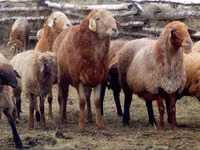 公羊, Sheep — 照片 1