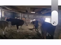公牛, Cattle — 照片 3