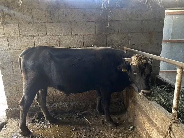 公牛, Aberdeen-Angus — 吉尔吉斯斯坦