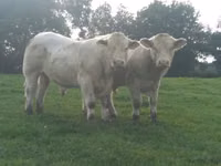 सांड, Charolais cattle — फ़ोटो 4