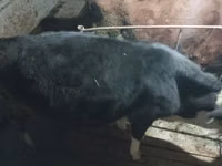 Kuh, Latvian Blue cattle — Foto 3