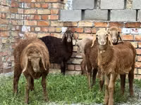 Qoʻy, Arashan sheep — 1-rasm