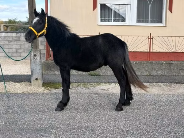 Hengst, Pferde