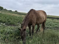 Yegua, Horse breed — foto 6