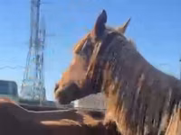 母马, Horses — 照片 3