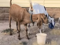 Ешкі, Beetal goats — 2-сурет