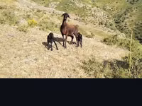 نعجة, الأغنام — الصورة 2
