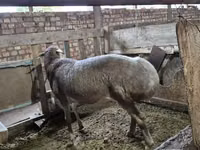 Carnero, Arashan sheep — foto 6