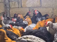 Chickens — الصورة 1