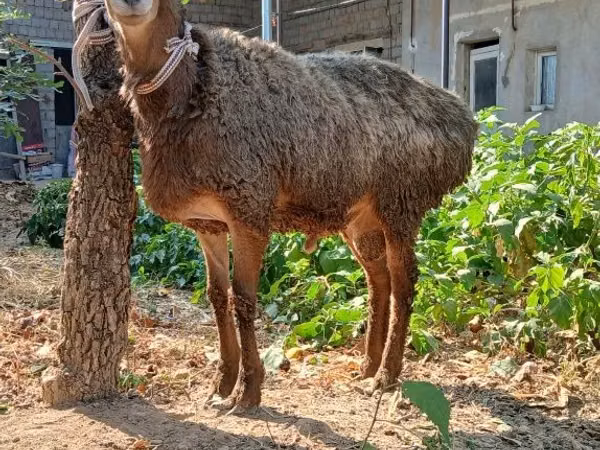 Кочкор, Койлор