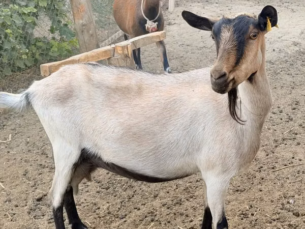 母山羊, Alpine goat — 哈萨克斯坦
