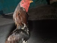 Chickens — फ़ोटो 3