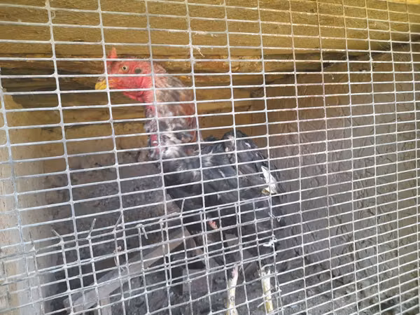 Chickens — Usbekistan