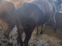 母牛, Alatau breed — 照片 4