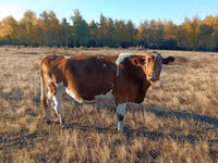 母牛, Simmental cattle — 照片 3
