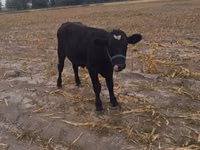公牛, Holstein breed — 照片 3