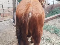 公牛, Cattle — 照片 2