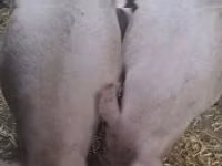 Verro — foto 1