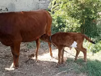بقرة, الماشية — الصورة 1