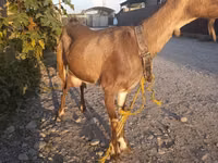Echki, Echkilar — 3-rasm