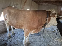 Bulle, Simmental cattle — Foto 3