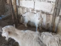 母山羊, Goats — 照片 1