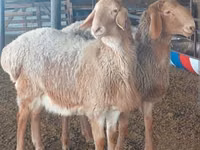 Carnero, Arashan sheep — foto 3