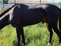 Caballos (lote, sexo no especificado), Hanoverian — foto 4