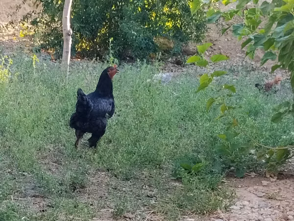 Chickens — أوزبكستان