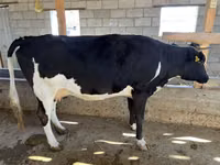 بقرة, Russian Black pied cattle — الصورة 2