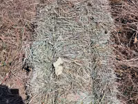 Сено в тюках (пресс-подборщик, стандартный прямоугольный тюк). - — photo 1