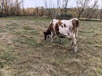 Cow, Russian Black pied cattle — photo 1