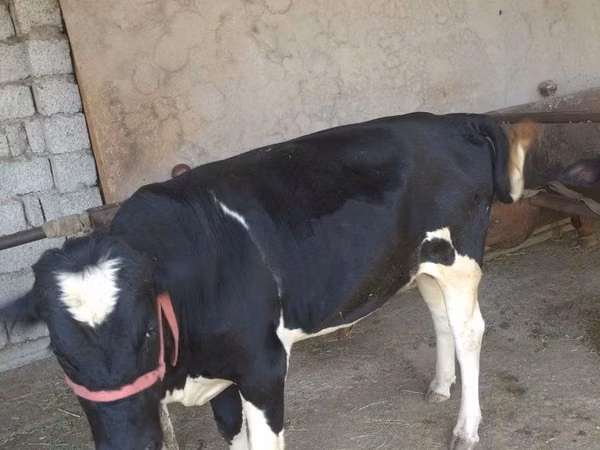 ثور, Russian Black pied cattle