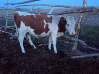 公牛, Cattle — 照片 3