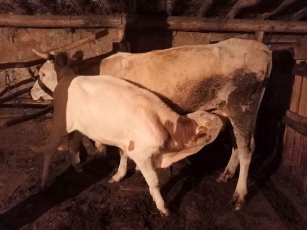 公牛, Cattle — 哈萨克斯坦