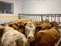 Vaca, Simmental cattle — foto 4