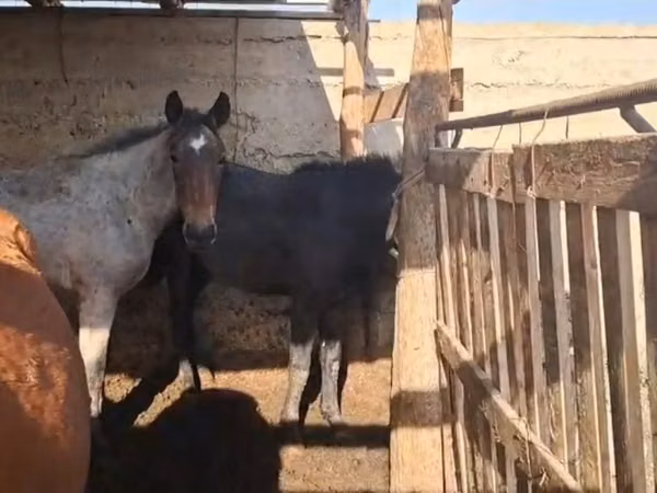 Aygʻir, Kazakh horse