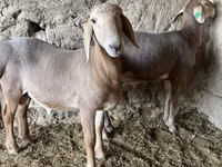 كبش, Arashan sheep — الصورة 7