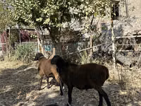 Carnero, Ovejas — foto 4