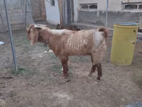 تيس, Beetal goats — الصورة 2