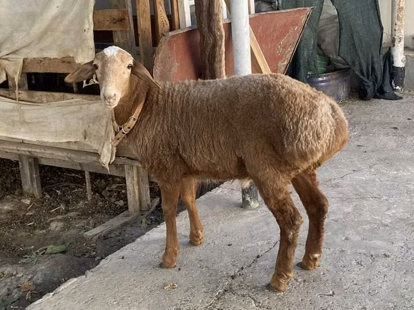 كبش, Arashan sheep