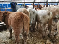 أبقار (دفعة، الجنس غير محدد), Simmental cattle — الصورة 3