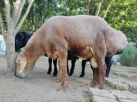 كبش, Arashan sheep — الصورة 2