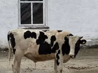 Toro, Raza Holstein — foto 2