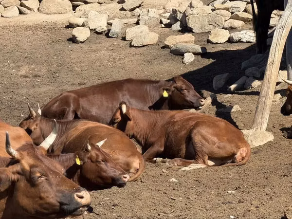 गाय, Latvian Blue cattle